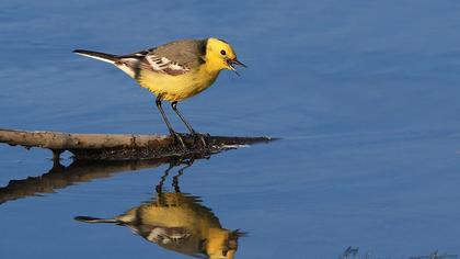 Citrine Wagtail