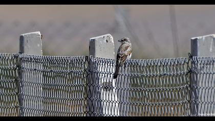 Woodchat Shrike