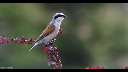 Red-backed Shrike