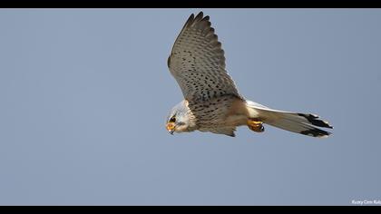 Common Kestrel