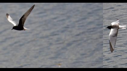 White-winged Tern