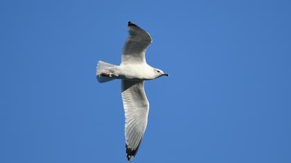 Armenian Gull