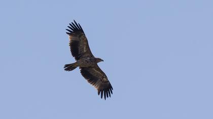 Eastern Imperial Eagle