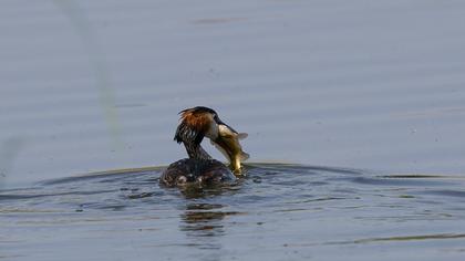 Great Crested Grebe