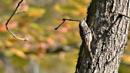 Short-toed Treecreeper