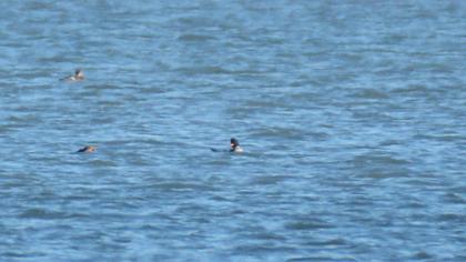 Red-breasted Merganser