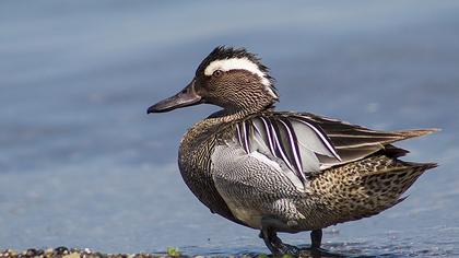 Garganey