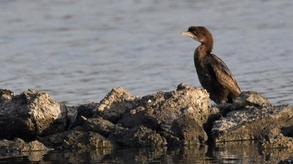 Pygmy Cormorant