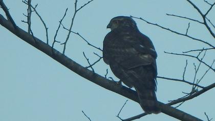 Eurasian Sparrowhawk