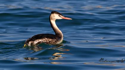 Great Crested Grebe
