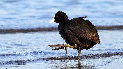Eurasian Coot