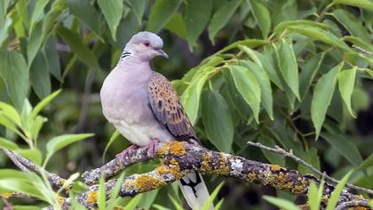 European Turtle Dove