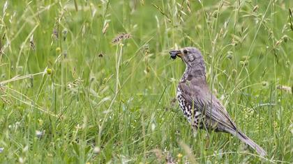 Mistle Thrush