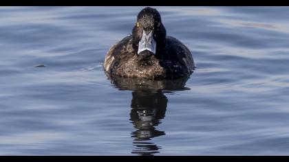 Tufted Duck