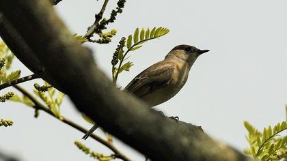 Eurasian Blackcap
