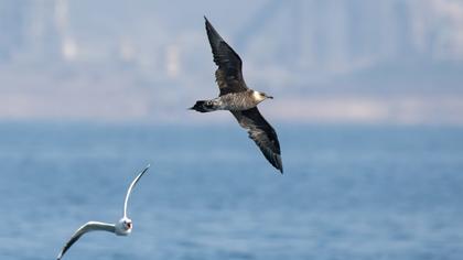 Long-tailed Jaeger