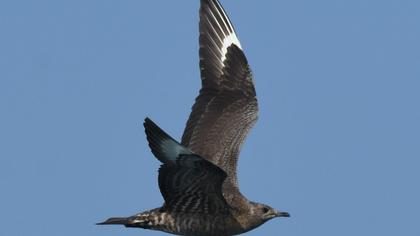 Pomarine Jaeger