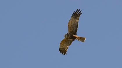 Pallid Harrier