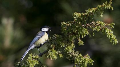Great Tit