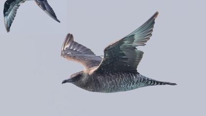 Pomarine Jaeger