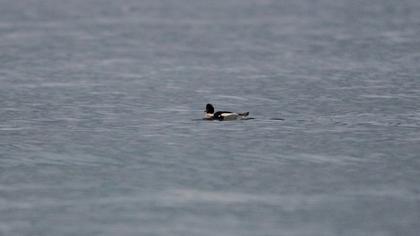 Common Merganser
