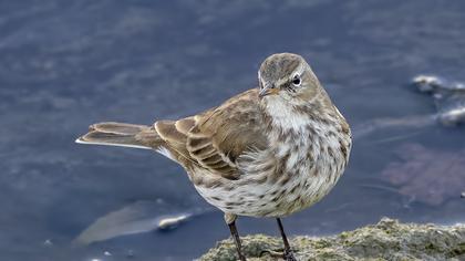 Water Pipit