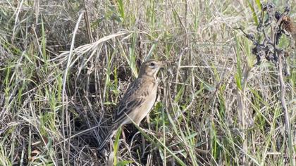 Blyth`s Pipit