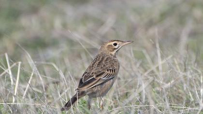 Richard`s Pipit