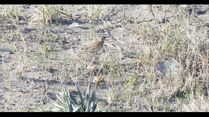 Blyth`s Pipit
