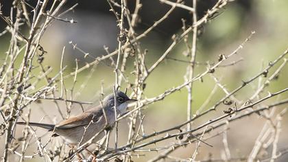 Spectacled Warbler