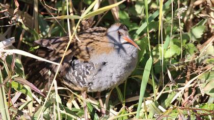 Water Rail