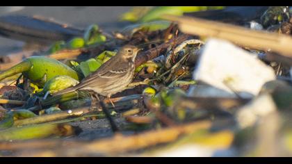 Buff-bellied Pipit