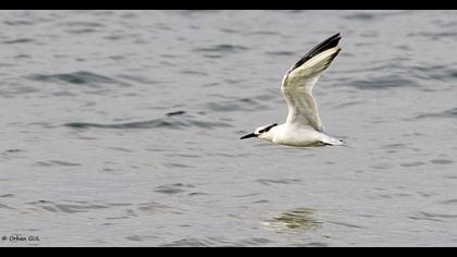Sandwich Tern