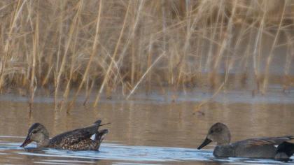 Gadwall