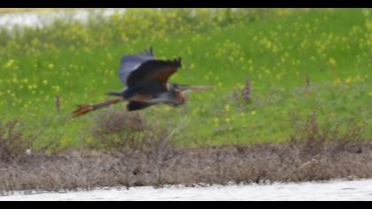 Purple Heron