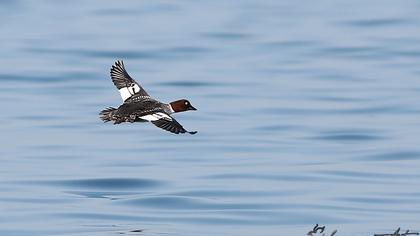 Common Goldeneye
