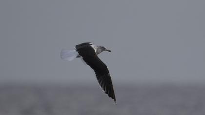 Lesser Black-backed Gull