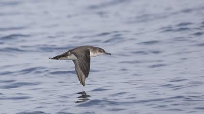 Yelkouan Shearwater