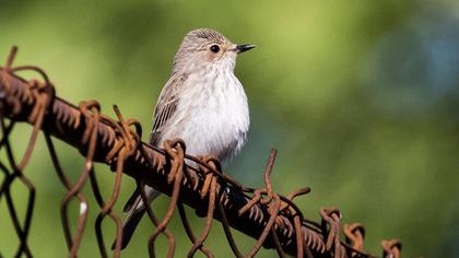 Spotted Flycatcher