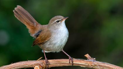 Cetti`s Warbler