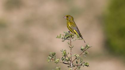 European Greenfinch