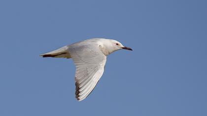 Slender-billed Gull