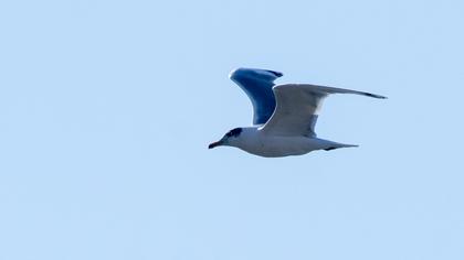 Pallas`s Gull
