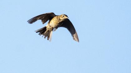 Richard`s Pipit