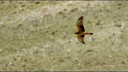 Montagu`s Harrier