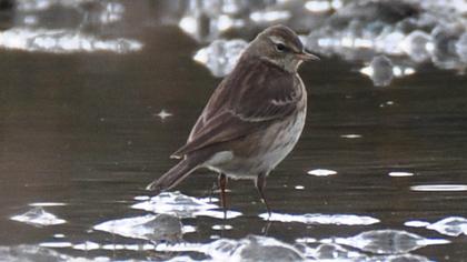 Water Pipit