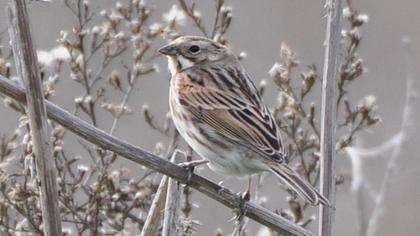 Common Reed Bunting