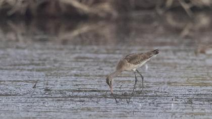 Black-tailed Godwit