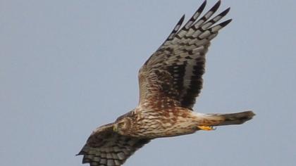Hen Harrier