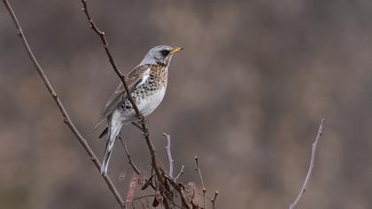 Fieldfare